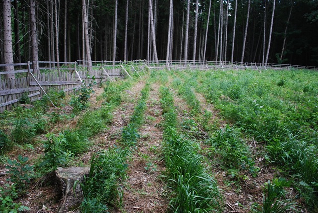 Herbicidy - postřiky proti plevelům