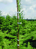 Tyčky bambus 75 cm (8-10 mm) - bal. 500 ks